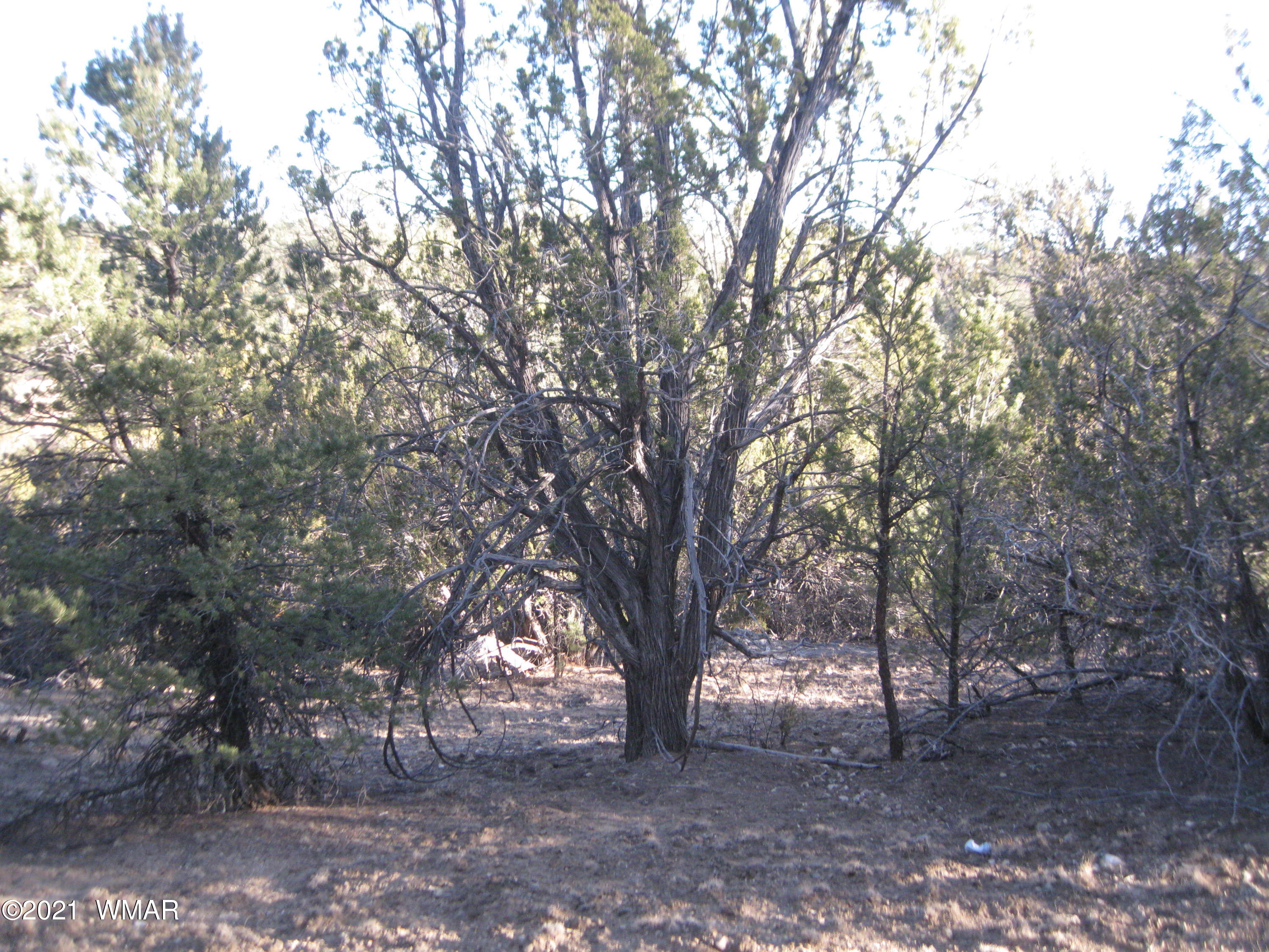 2874 Rockledge Road Heber, AZ 85928 - Photo 4 of 7