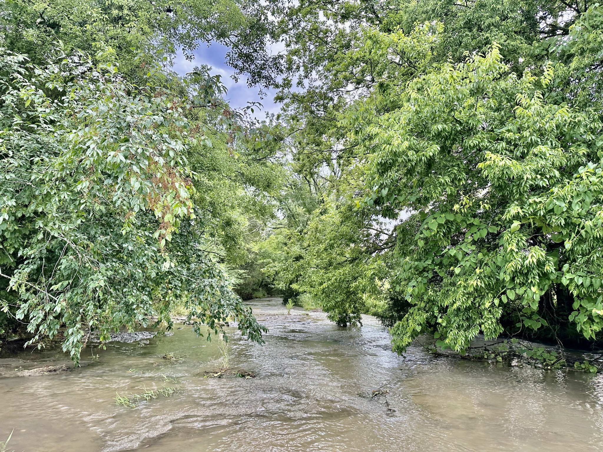 445 Puckett Road Watertown, TN 37184 - Photo 11 of 31 a view of a yard with plants and trees
