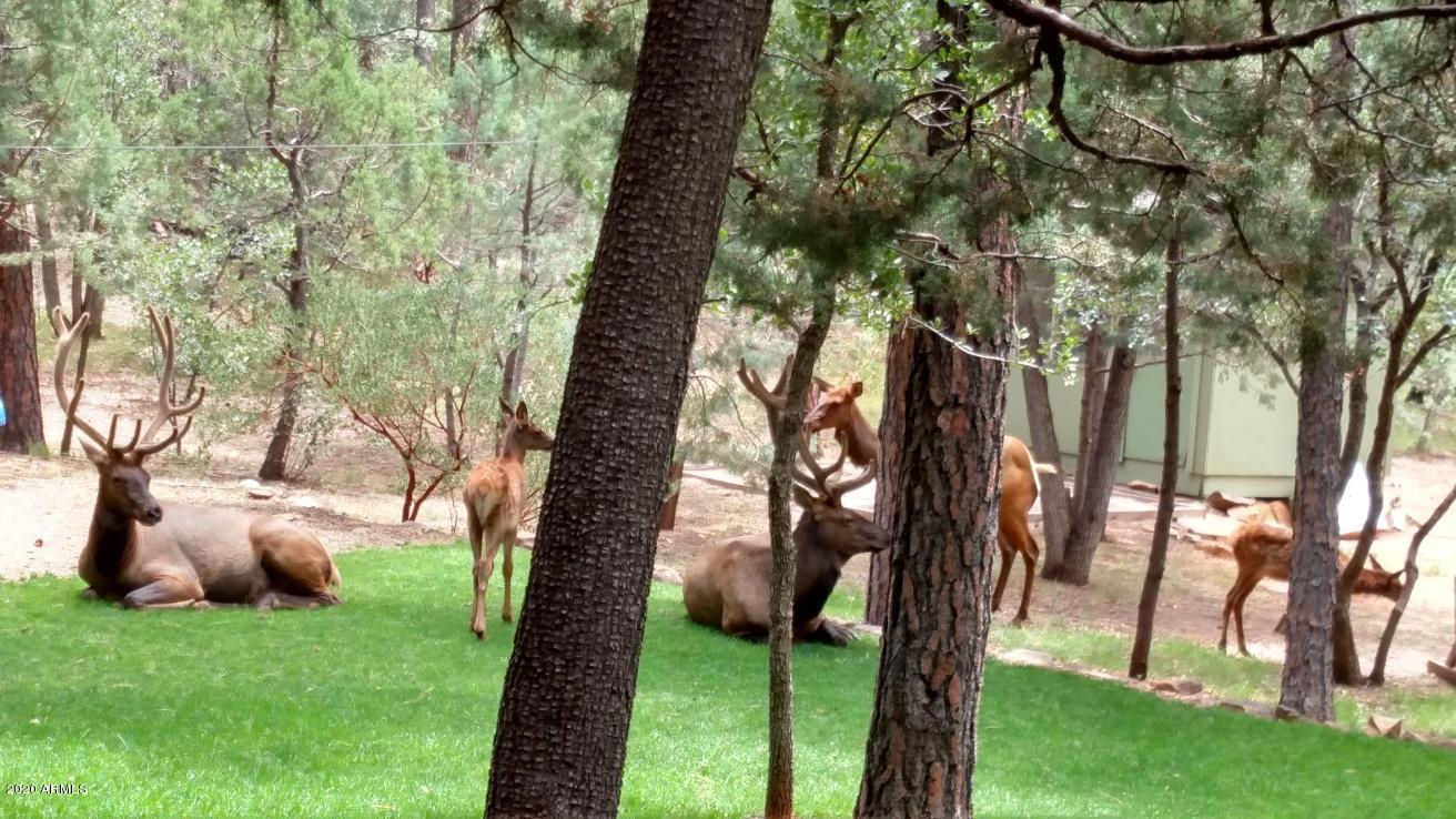 8143 Ralls Drive Strawberry, AZ 85544 - Photo 73 of 74 Wildlife visitors