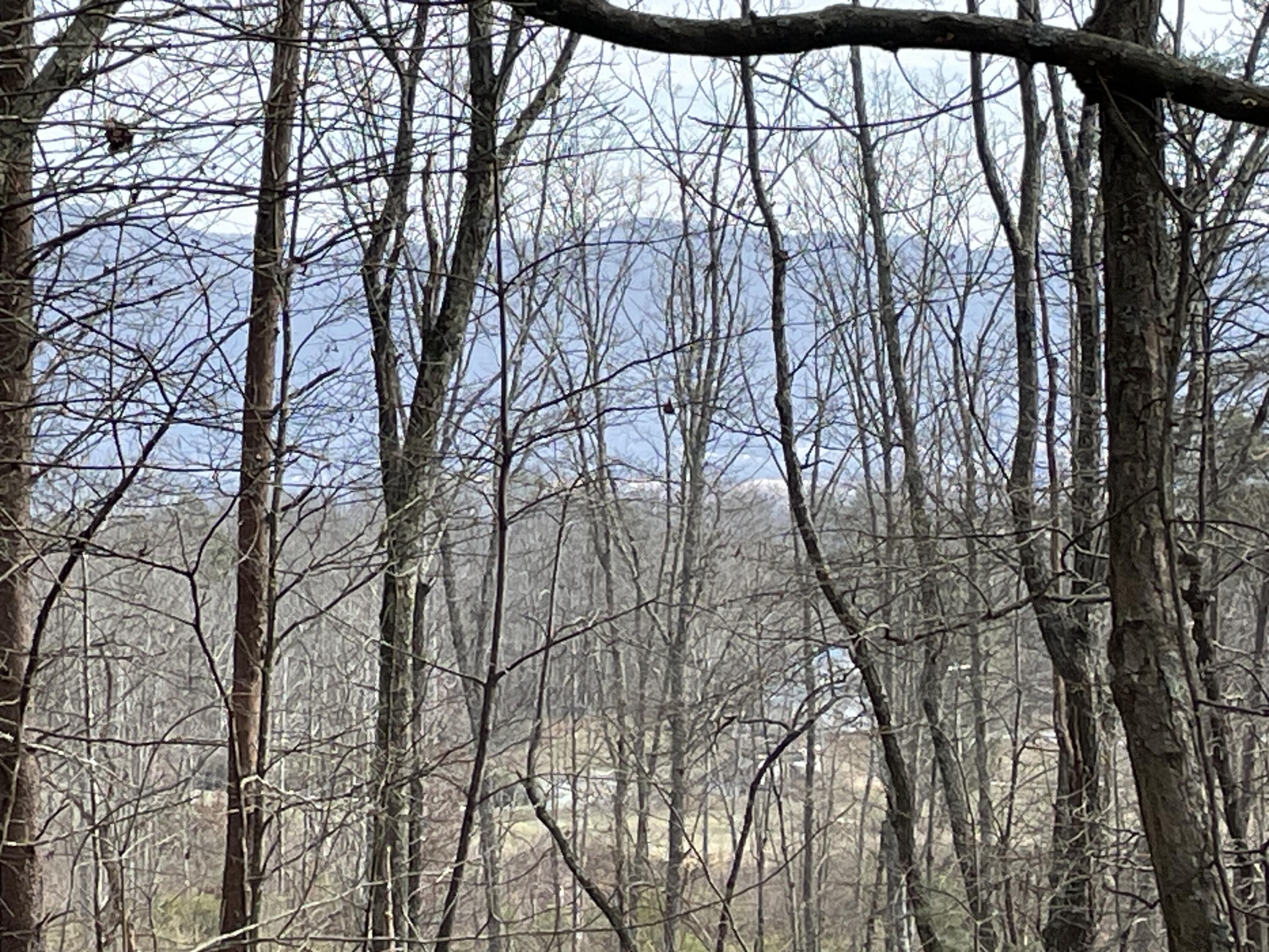 0 Blue Berry Road Crossville, TN 38572 - Photo 11 of 18 IMG_3246