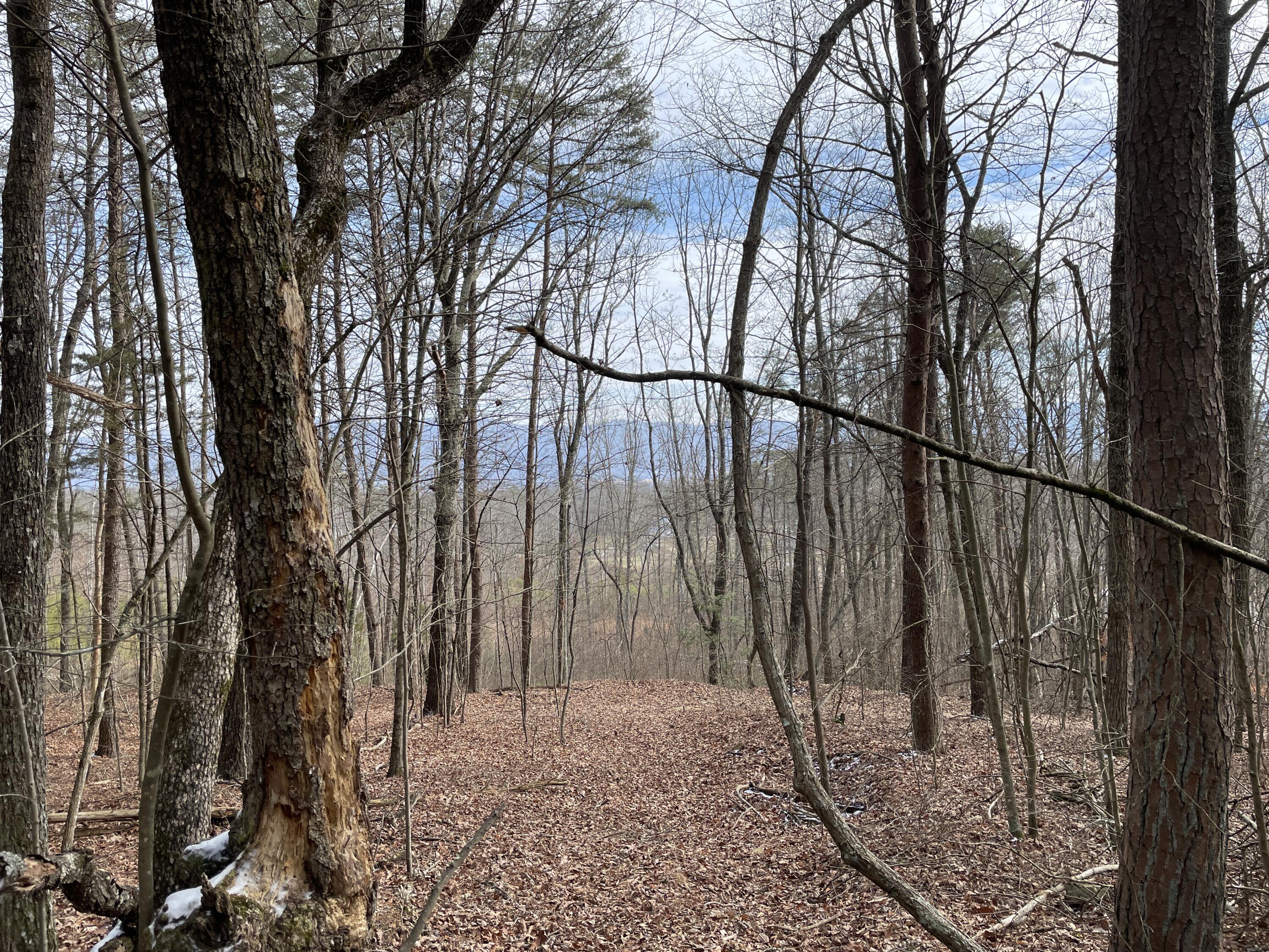 0 Blue Berry Road Crossville, TN 38572 - Photo 12 of 18 IMG_3245