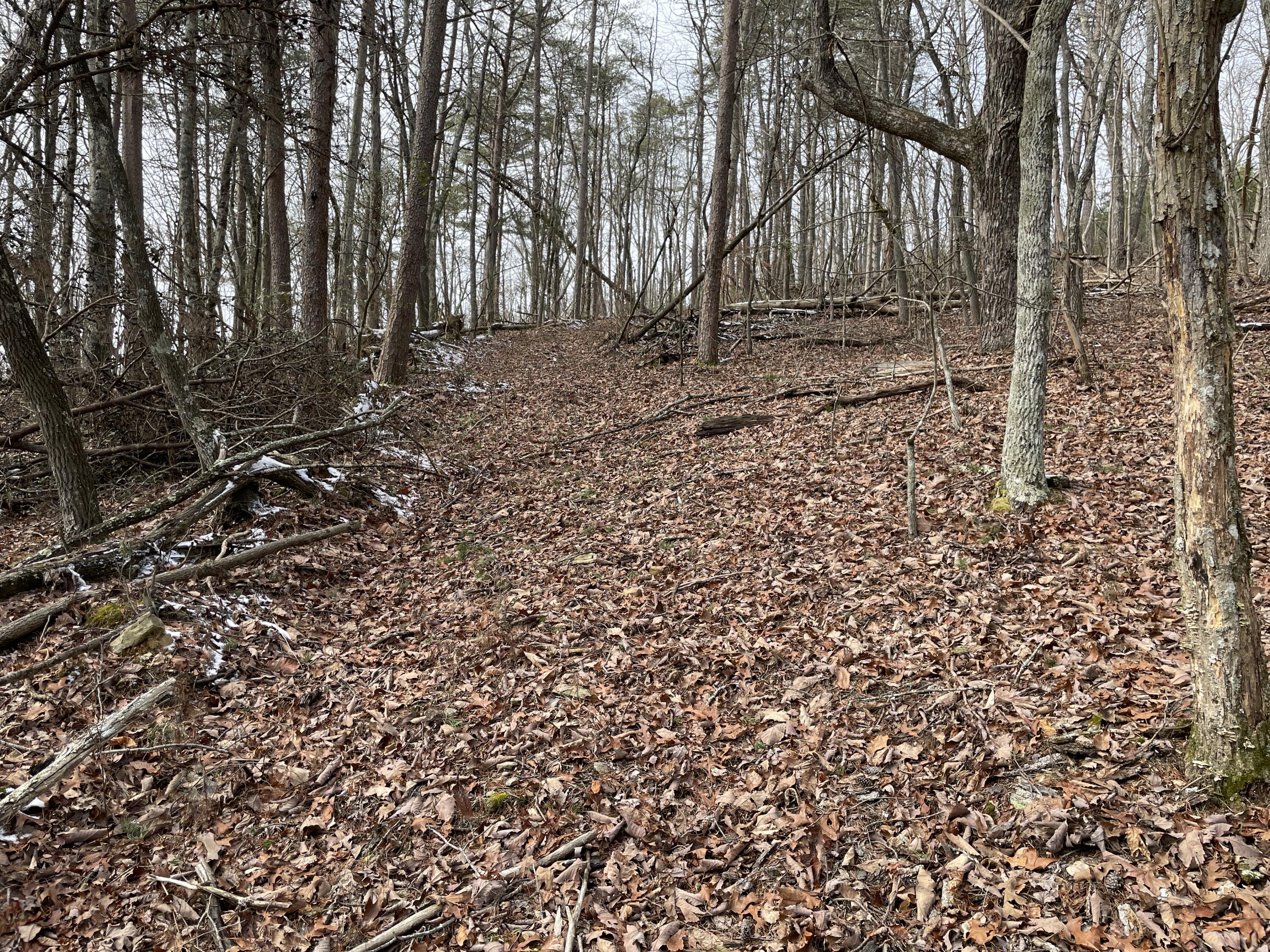 0 Blue Berry Road Crossville, TN 38572 - Photo 13 of 18 IMG_3244