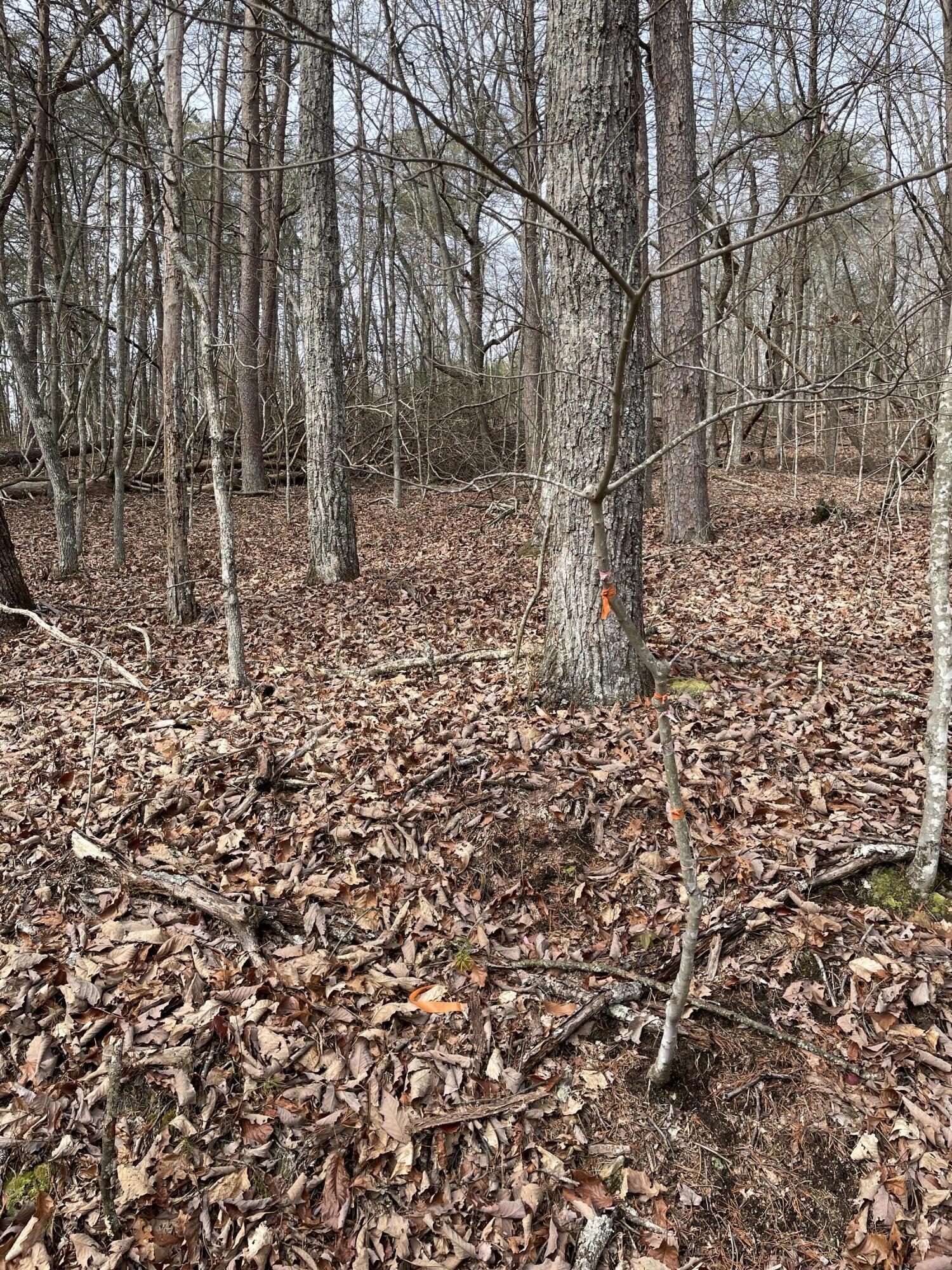 0 Blue Berry Road Crossville, TN 38572 - Photo 14 of 18 IMG_3239