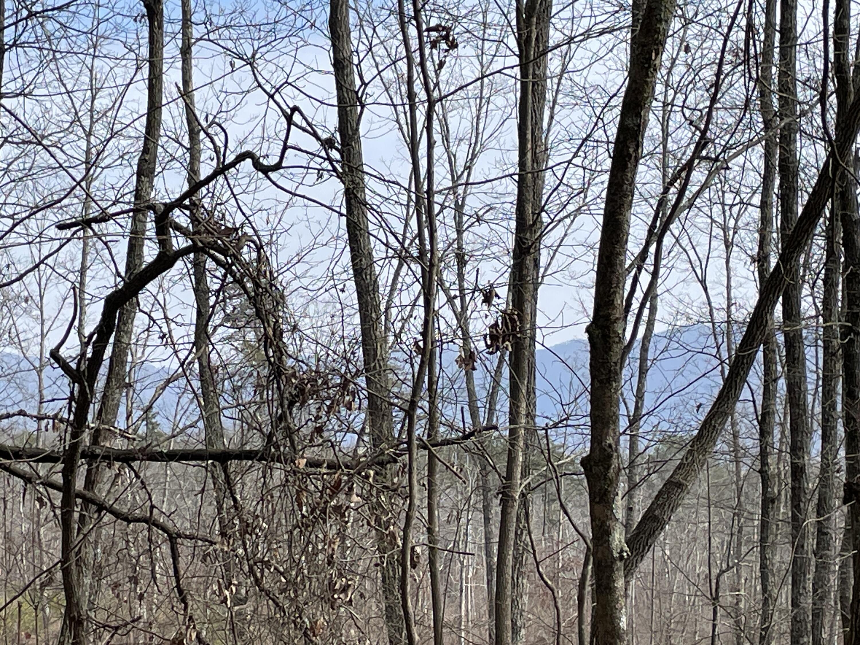 0 Blue Berry Road Crossville, TN 38572 - Photo 15 of 18 IMG_3238