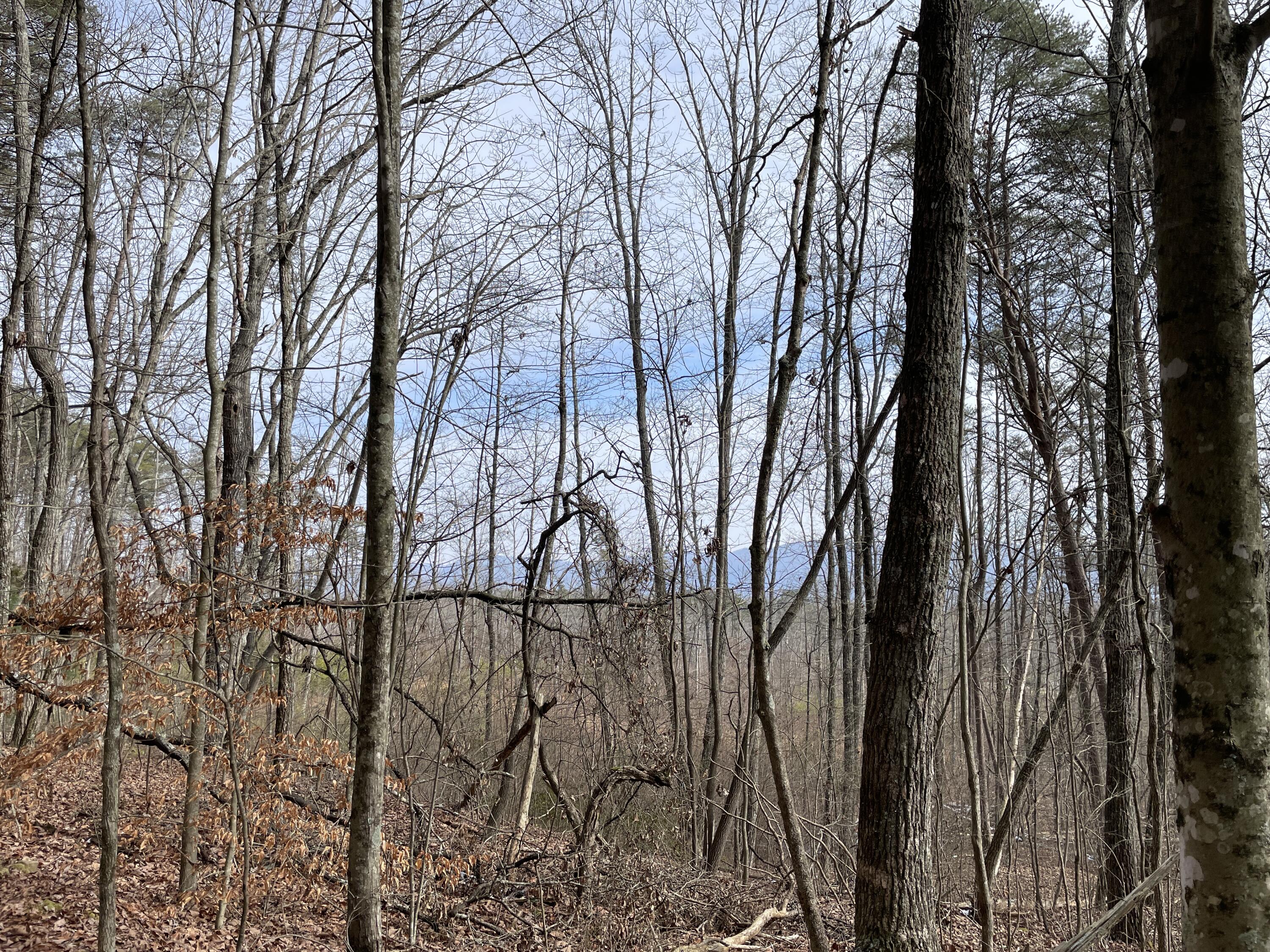 0 Blue Berry Road Crossville, TN 38572 - Photo 16 of 18 IMG_3237