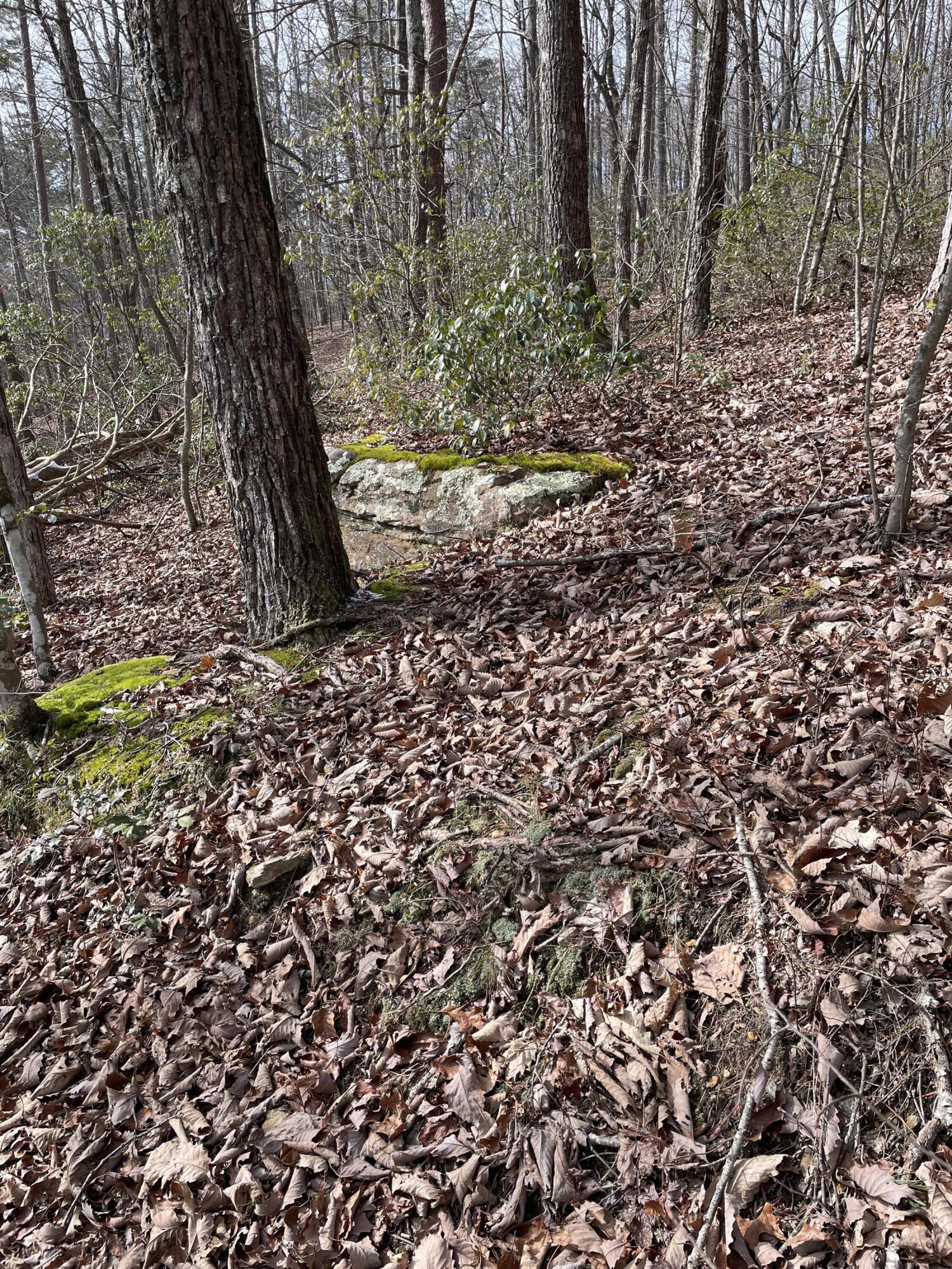 0 Blue Berry Road Crossville, TN 38572 - Photo 4 of 18 IMG_3270