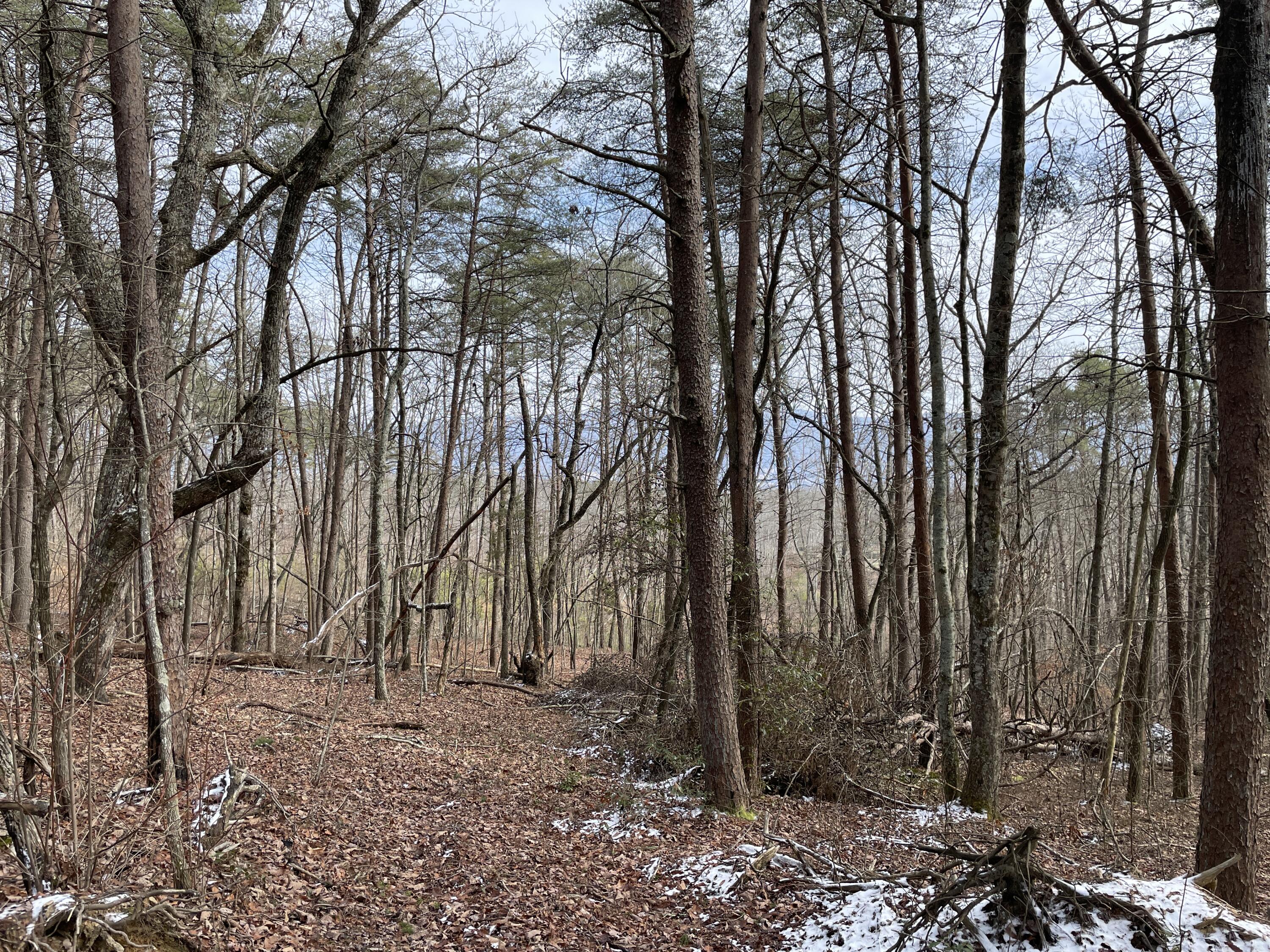 0 Blue Berry Road Crossville, TN 38572 - Photo 5 of 18 IMG_3268