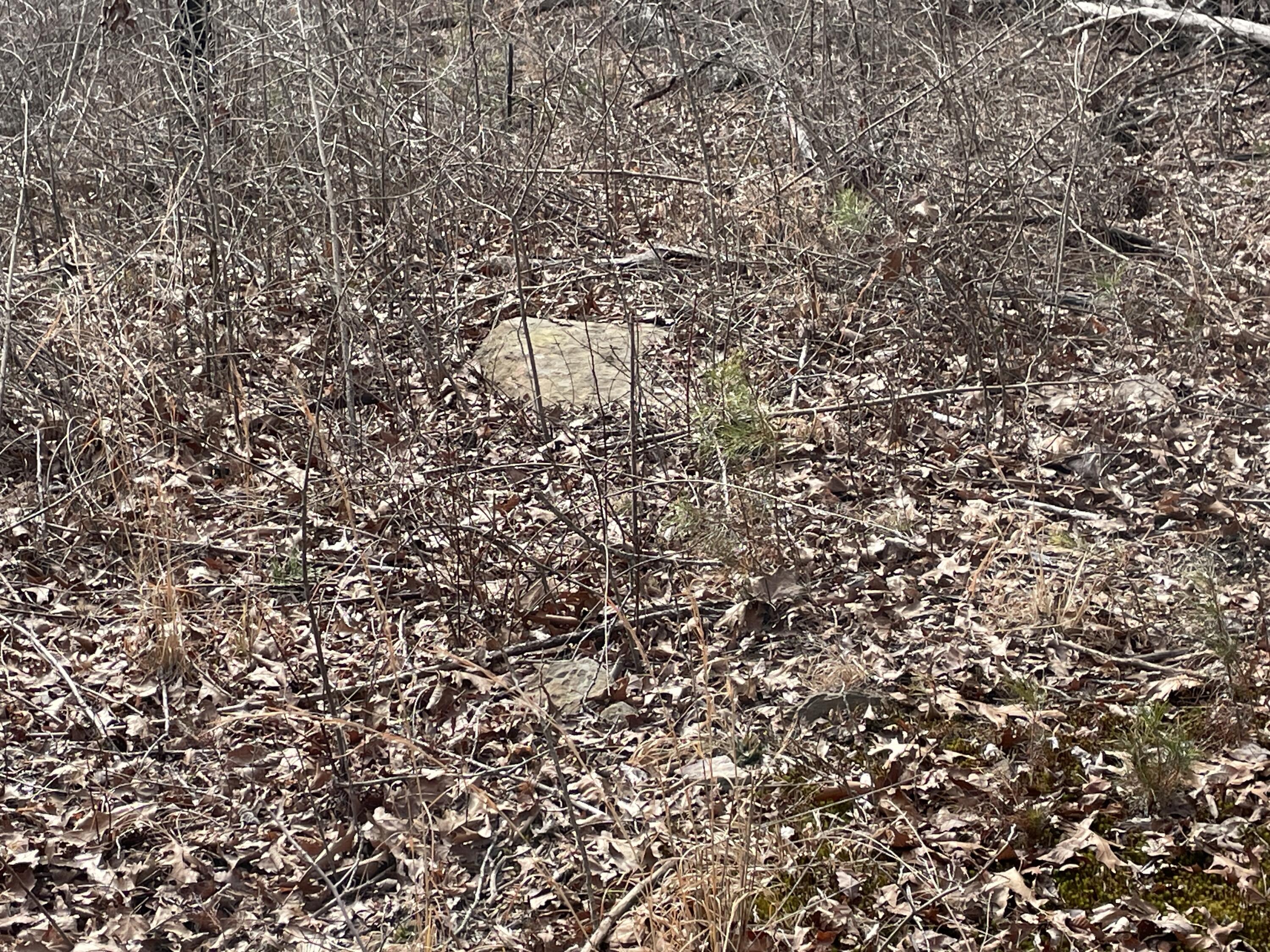 0 Blue Berry Road Crossville, TN 38572 - Photo 6 of 18 IMG_3267