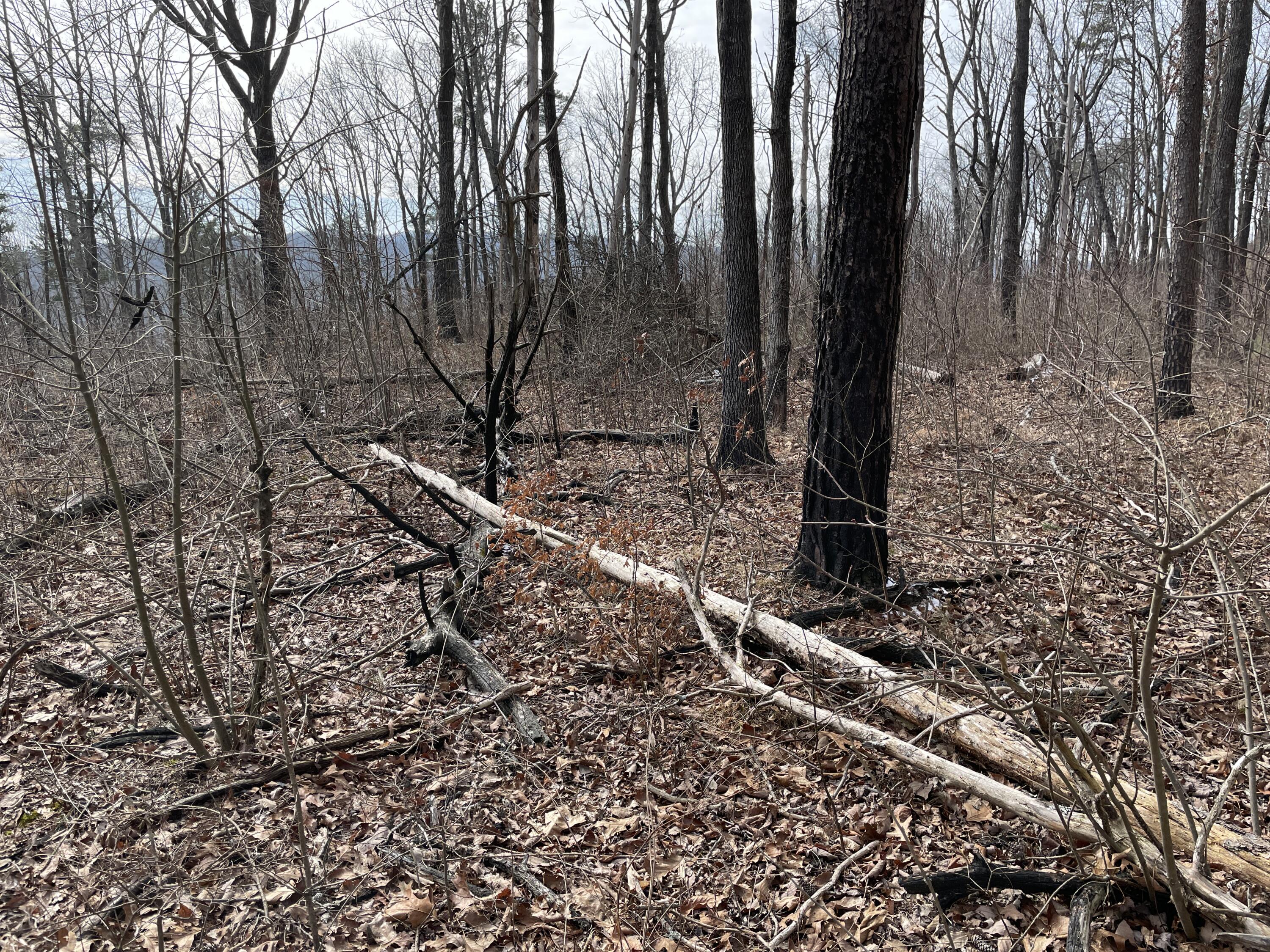 0 Blue Berry Road Crossville, TN 38572 - Photo 9 of 18 IMG_3251