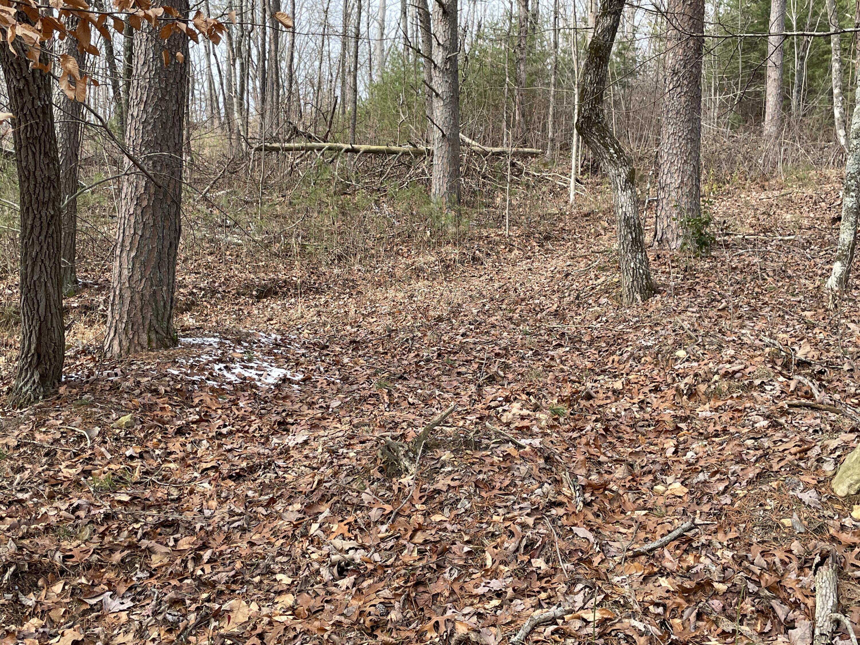 0 Blue Berry Road Crossville, TN 38572 - Photo 10 of 18 IMG_3248