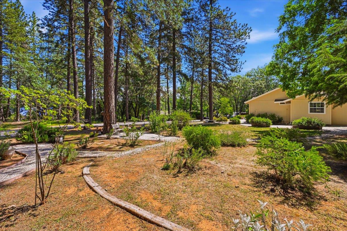 12600 Friar Tuck Road Grass Valley, CA 95949 - Photo 43 of 56 a view of swimming pool with lawn chairs and plants