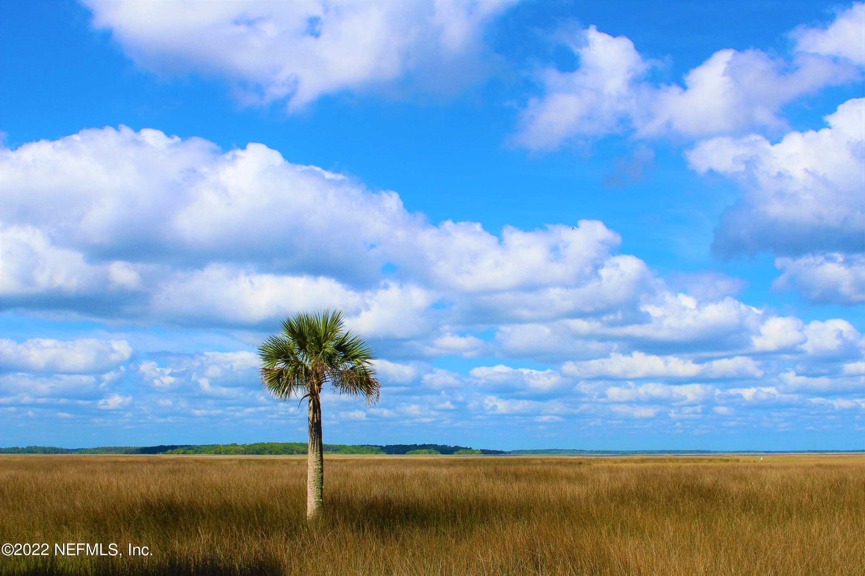 Palm Tree on Marsh