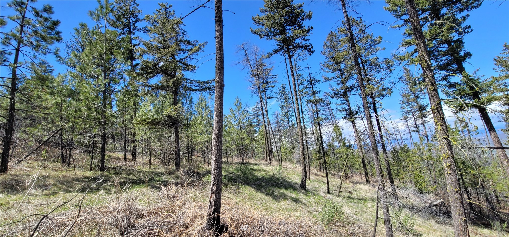 0 Tbd Blue Creek Road Riverside, WA 98849 - Photo 4 of 10 Gallery Image 4