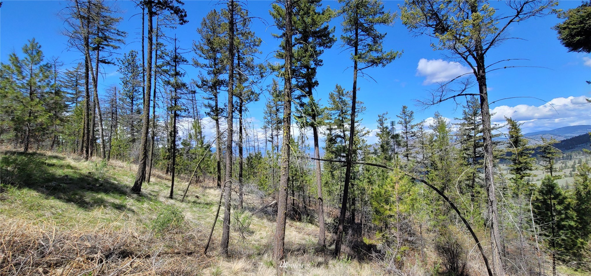 0 Tbd Blue Creek Road Riverside, WA 98849 - Photo 5 of 10 Gallery Image 5