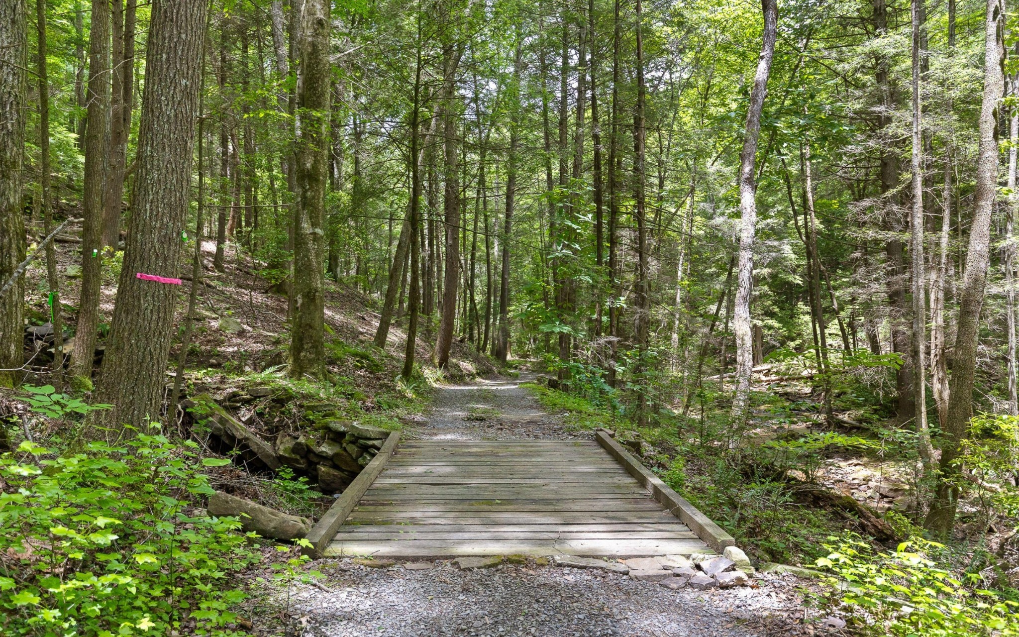 547 Wilderness Way Dunlap, TN 37327 - Photo 7 of 17 a view of a yard with plants