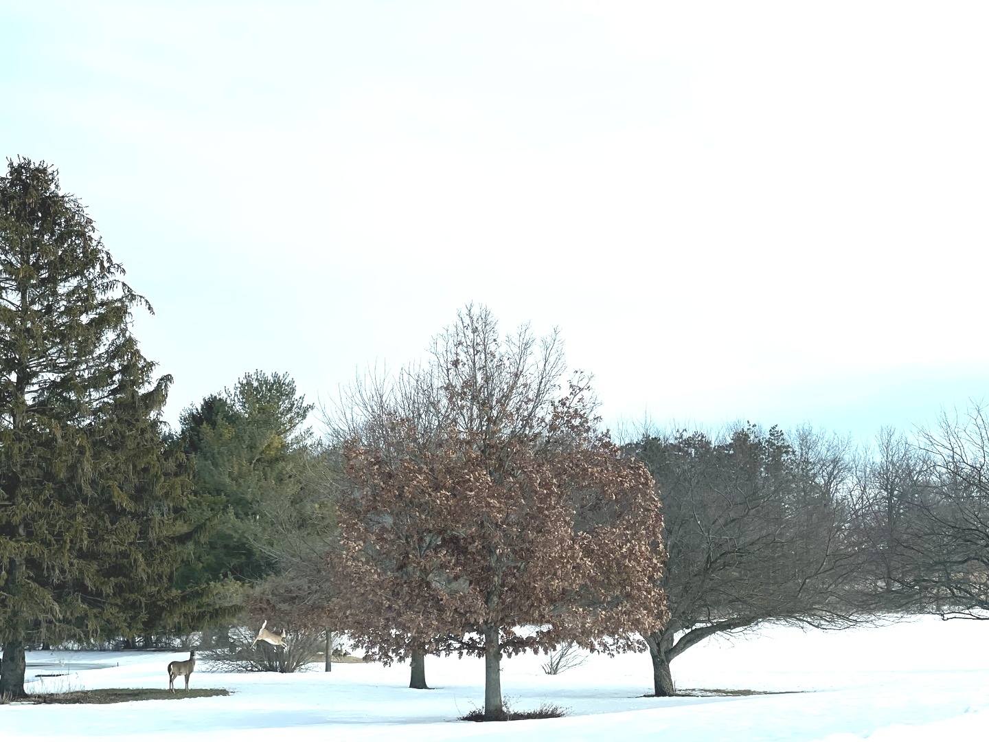 -n575 Pouley Road Elburn, IL 60119 - Photo 26 of 27 a view of mountain view with lots of trees
