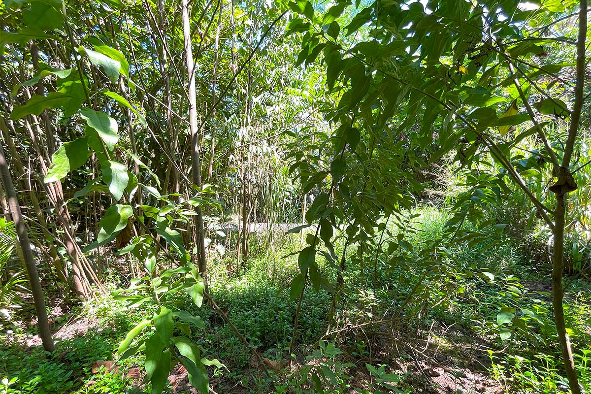 70 Government Beach Road Pahoa, HI 96778 - Photo 15 of 30 Gallery Image 15