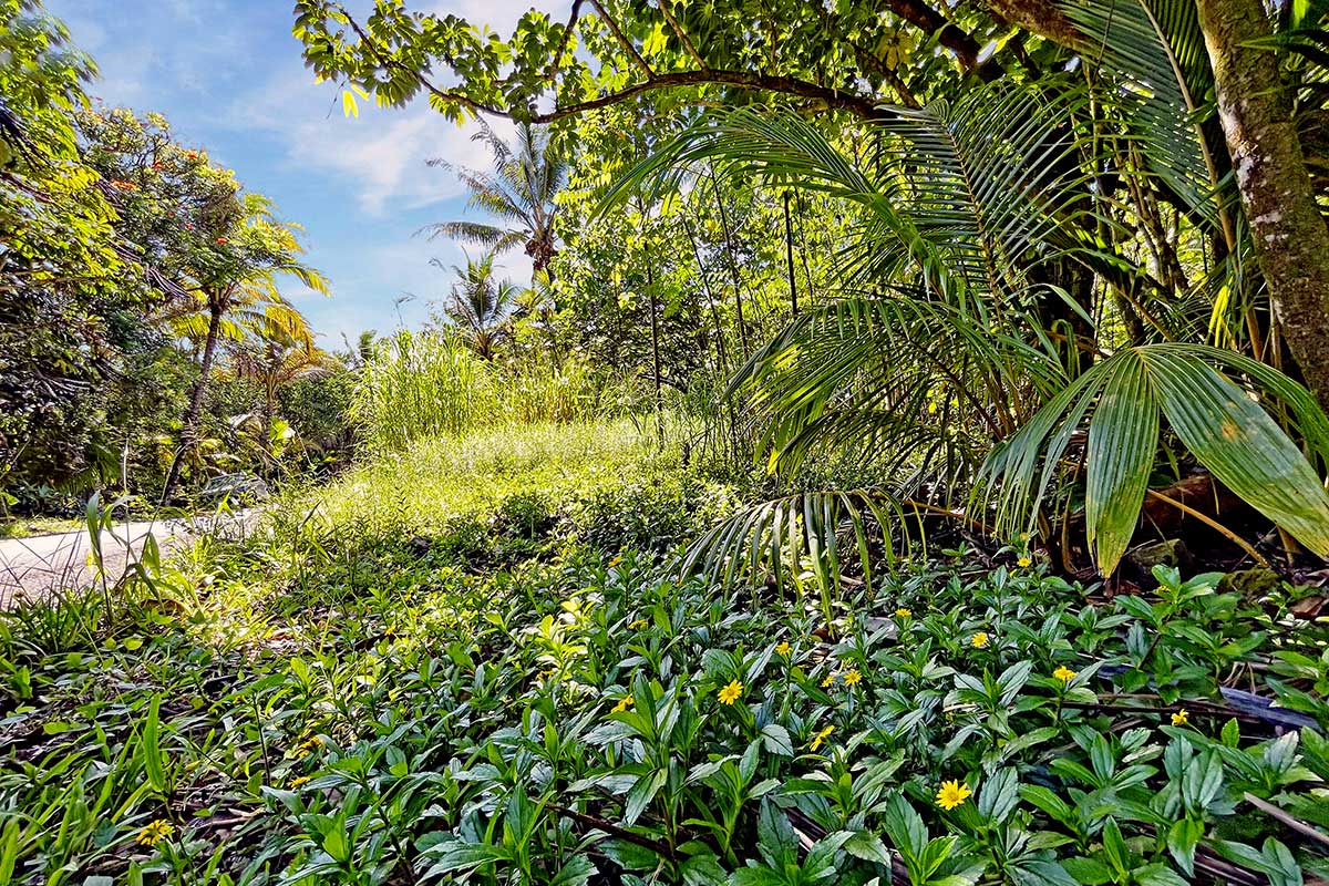 70 Government Beach Road Pahoa, HI 96778 - Photo 22 of 30 Gallery Image 22