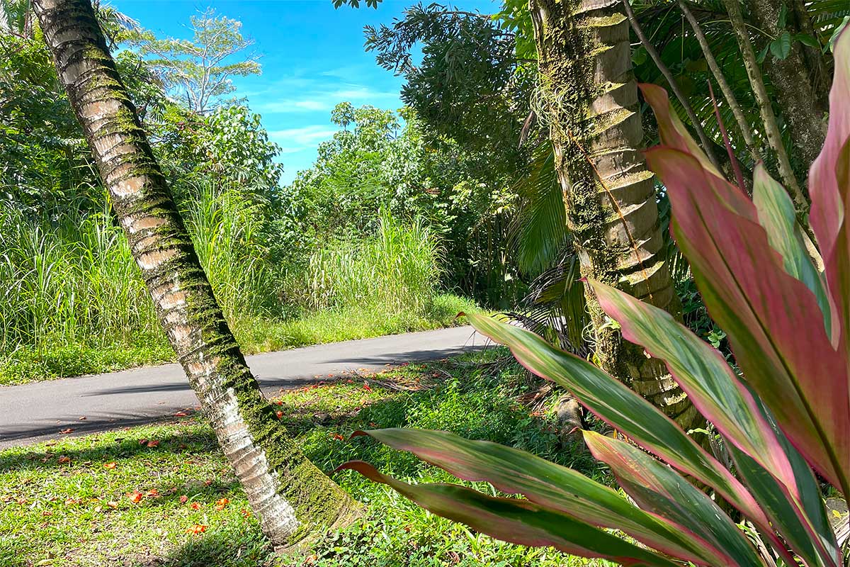 70 Government Beach Road Pahoa, HI 96778 - Photo 3 of 30 Gallery Image 3