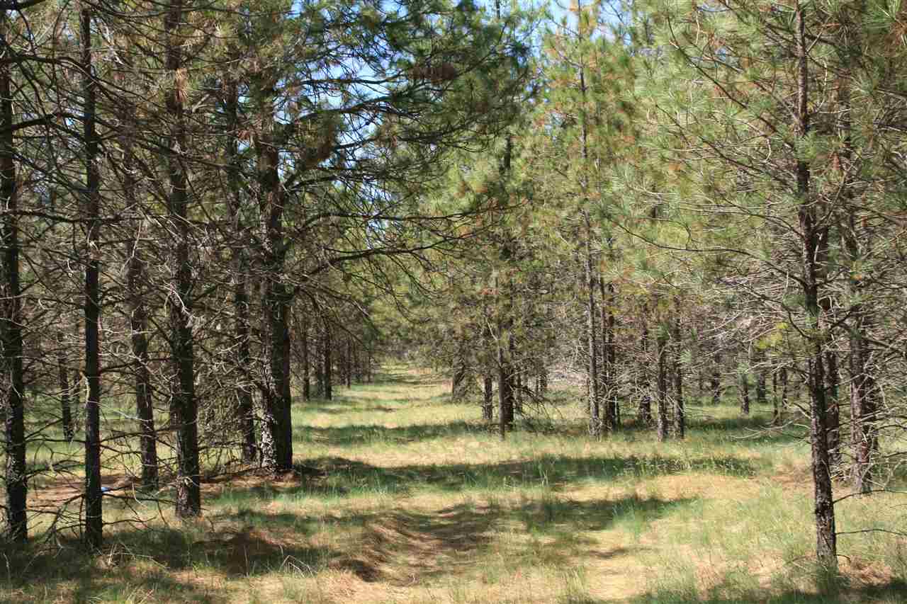 Lot 16 North Bruce Road Chattaroy, WA 99003 - Photo 4 of 6 Gallery Image 4