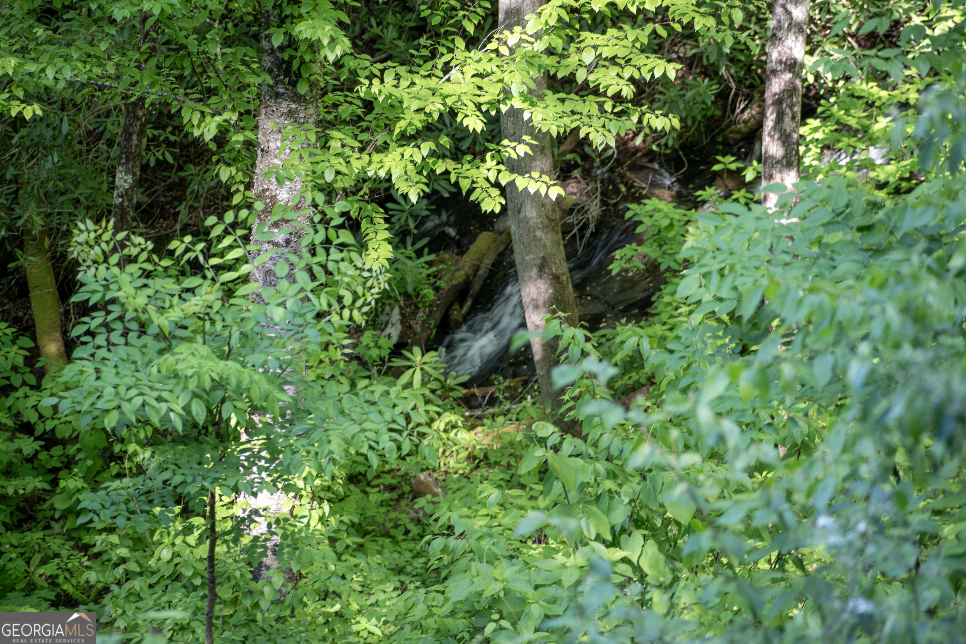 0 Walnut Cove Branch Road Robbinsville, NC 28771 - Photo 12 of 14 a plant view in yard