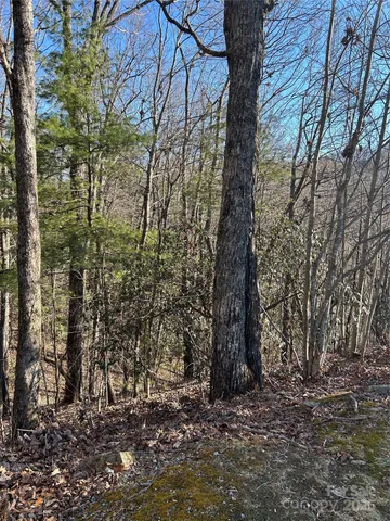 a view of a forest with trees
