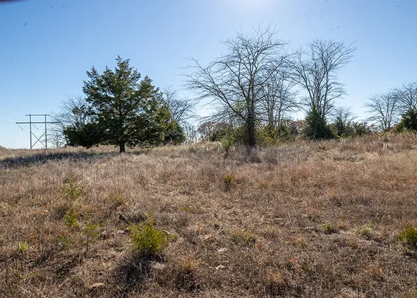 a view of a tree in a yard