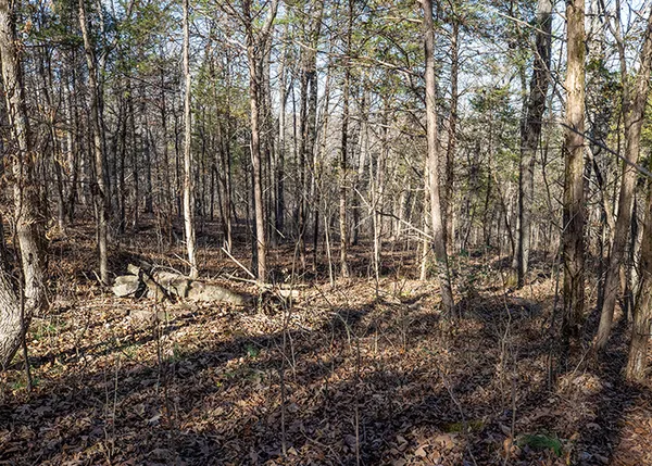 a view of a large tree