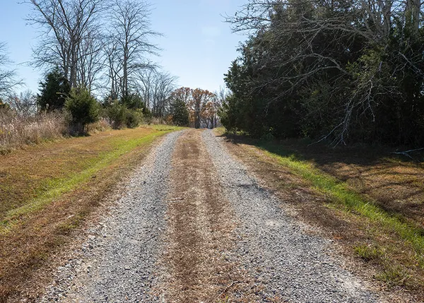 a view of a yard with large trees