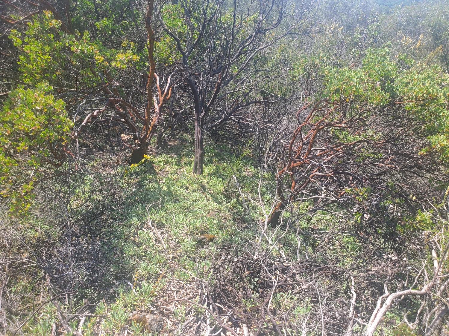 1190 Jurgens Road Rescue, CA 95672 - Photo 22 of 29 a view of a forest that has a tree