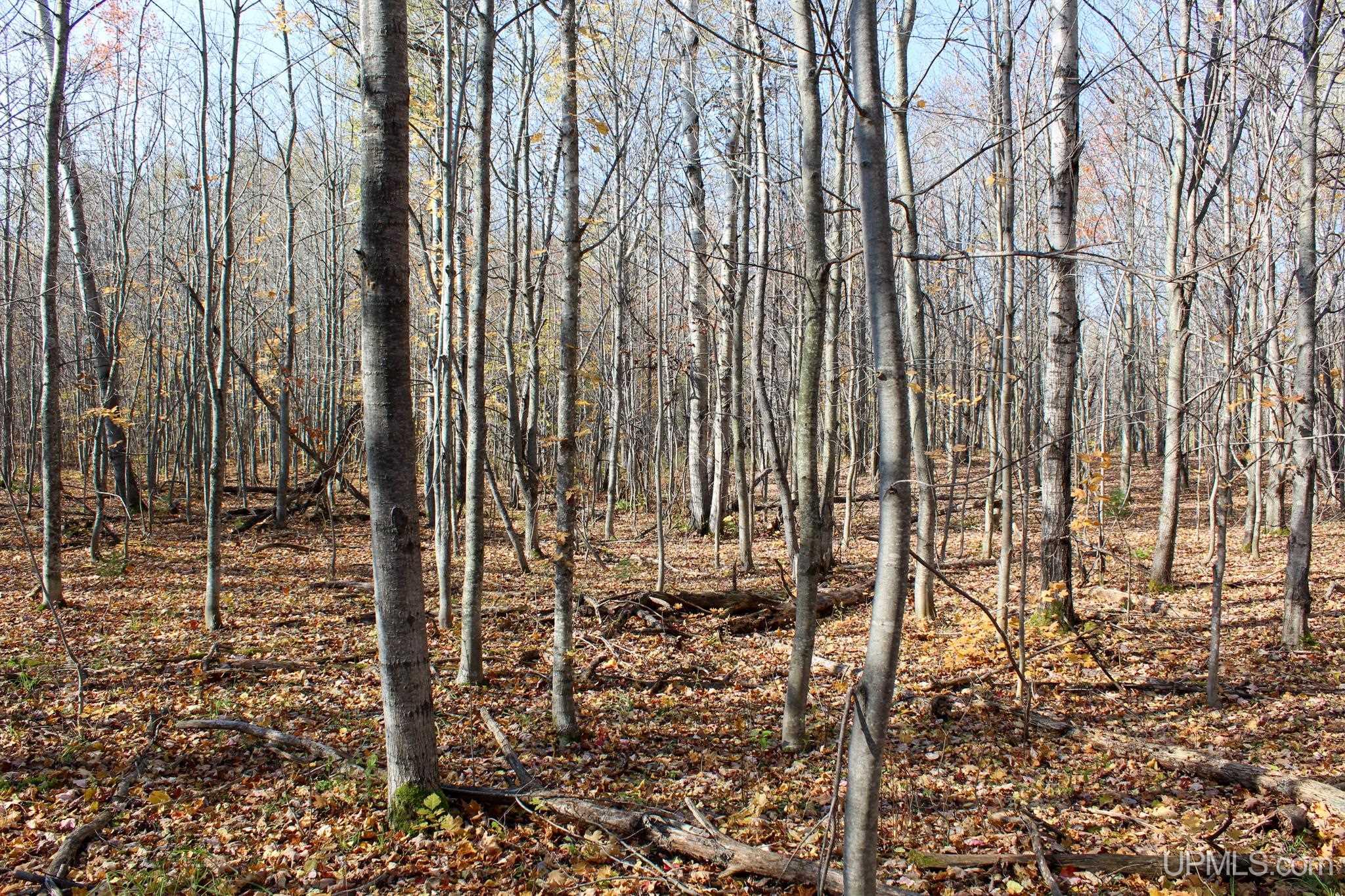 Tbd Pike River Road Chassell, MI 49916 - Photo 28 of 57 Gallery Image 28