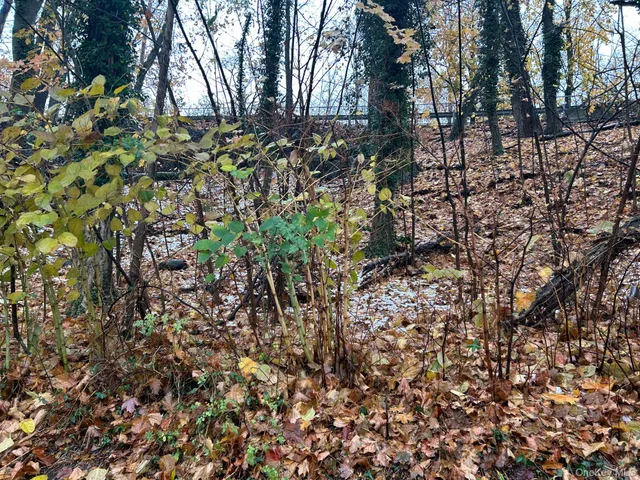 a backyard of a house with lots of trees