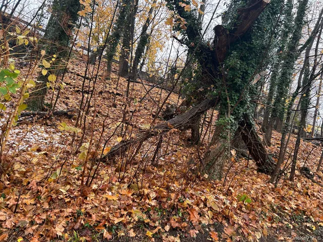 a backyard of a house with lots of trees