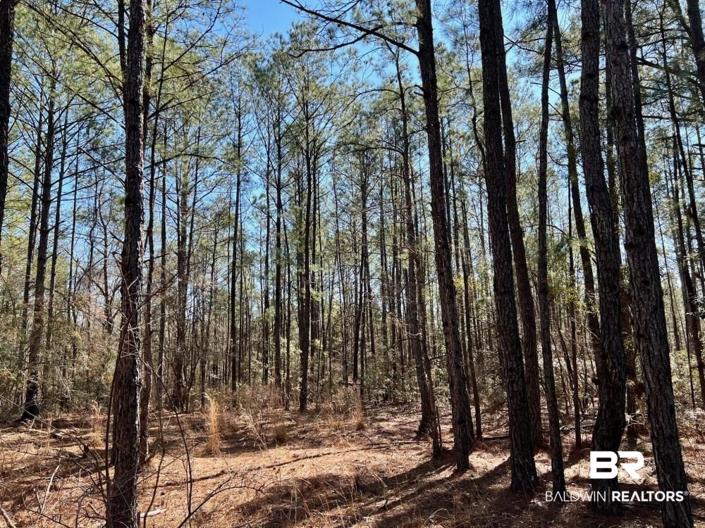 0 Country Road Deer Park, AL 36529 - Photo 36 of 46