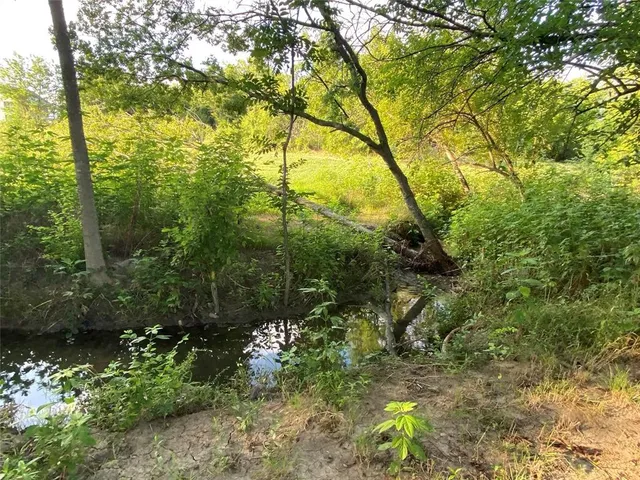a view of a forest with lots of trees