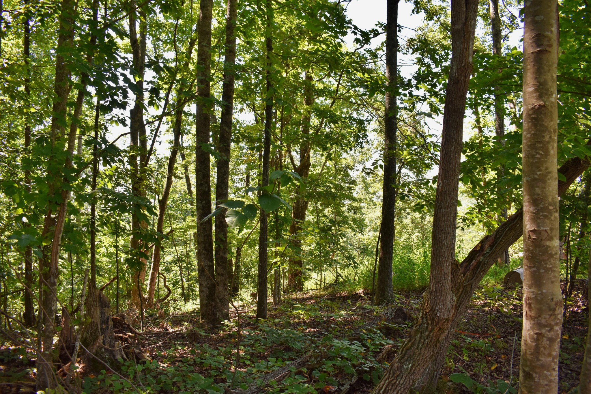 521 Norton Road Philadelphia, TN 37846 - Photo 10 of 42