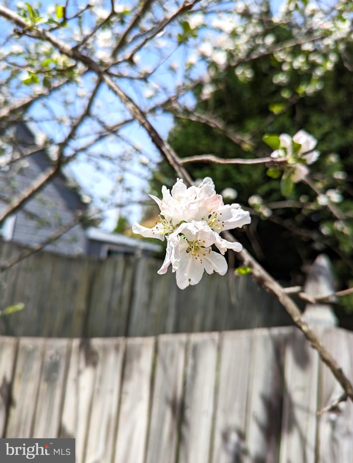 12804 Kernel Circle Bowie, MD 20715 - Photo 44 of 52