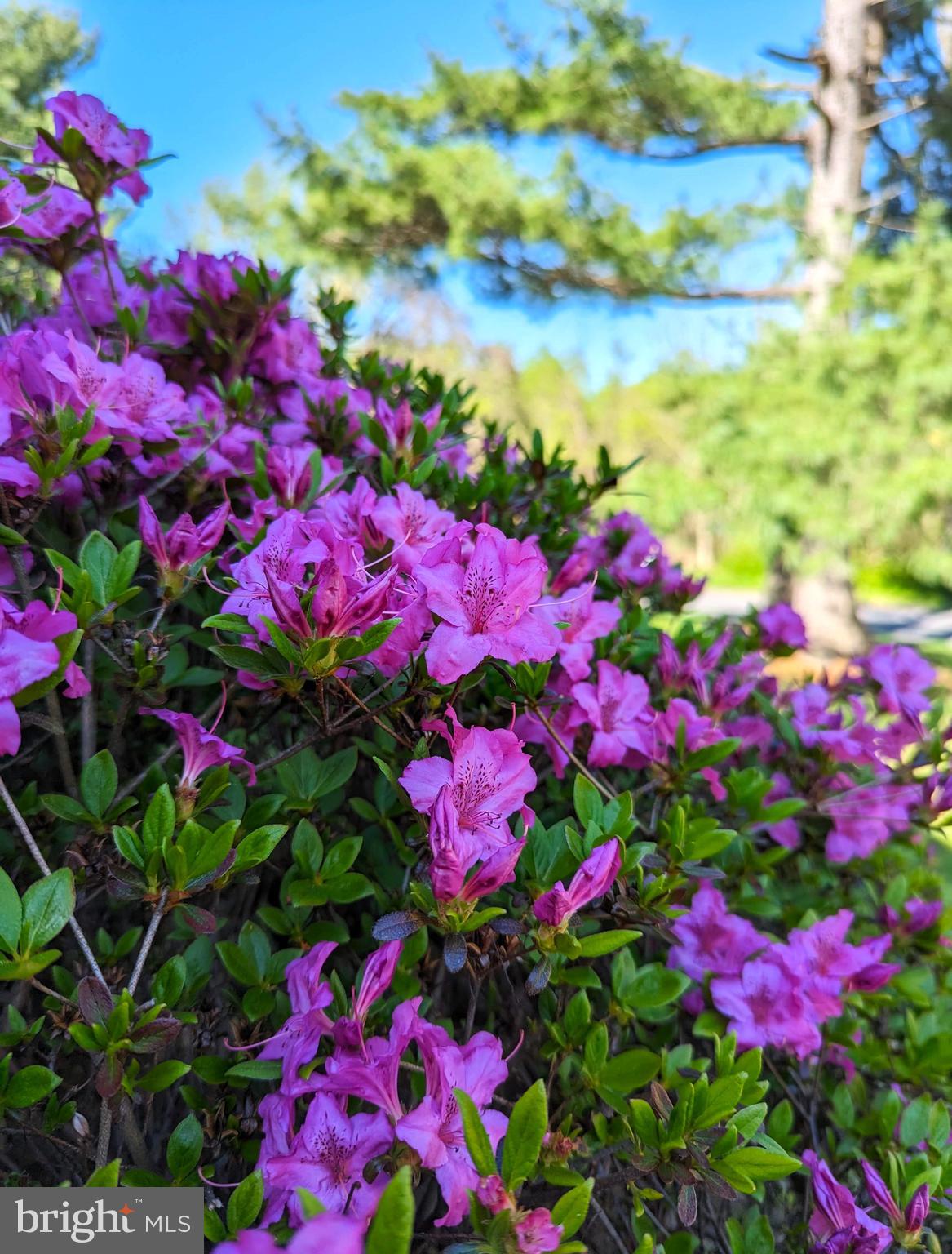 12804 Kernel Circle Bowie, MD 20715 - Photo 47 of 52