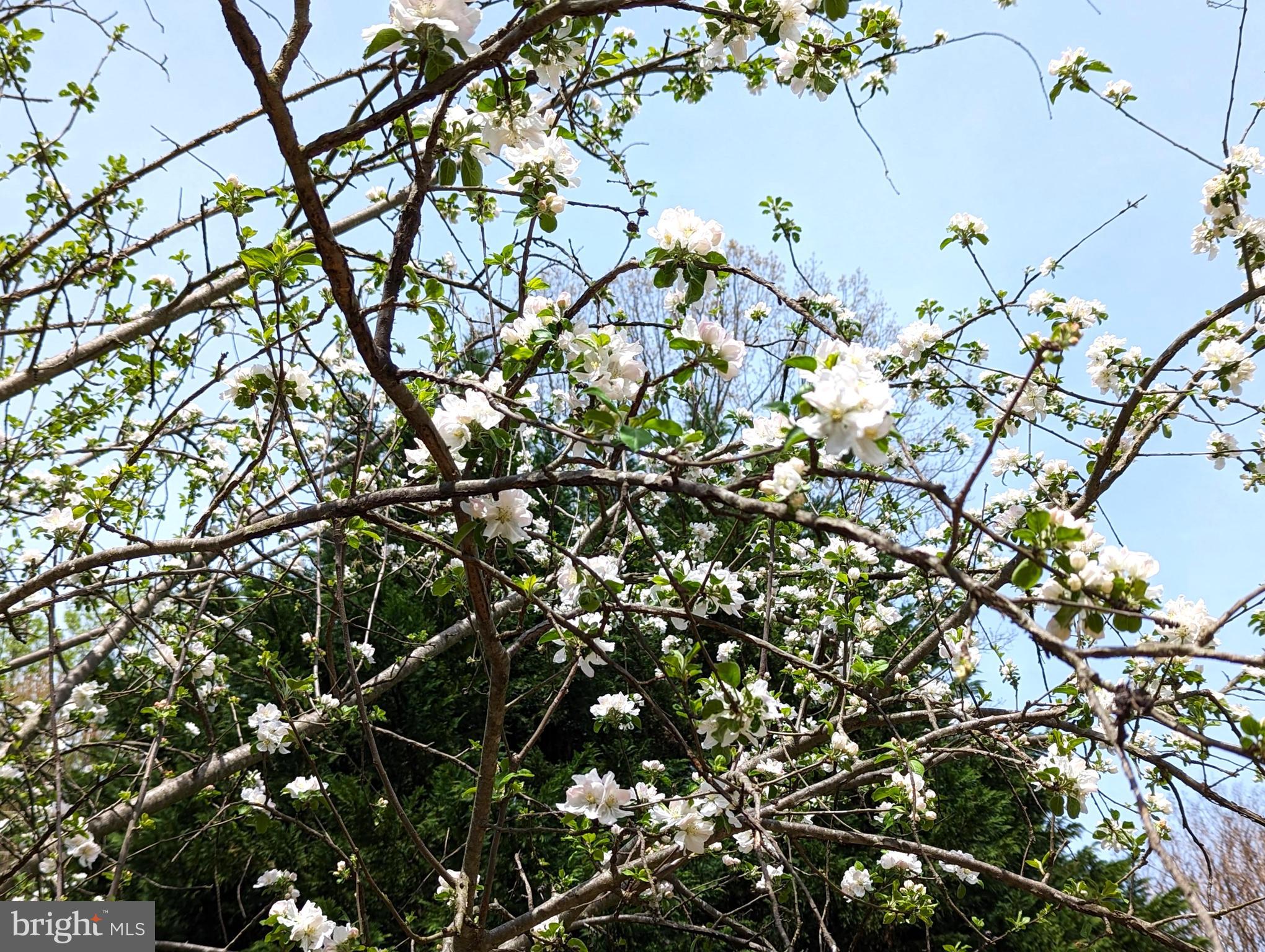 12804 Kernel Circle Bowie, MD 20715 - Photo 51 of 52