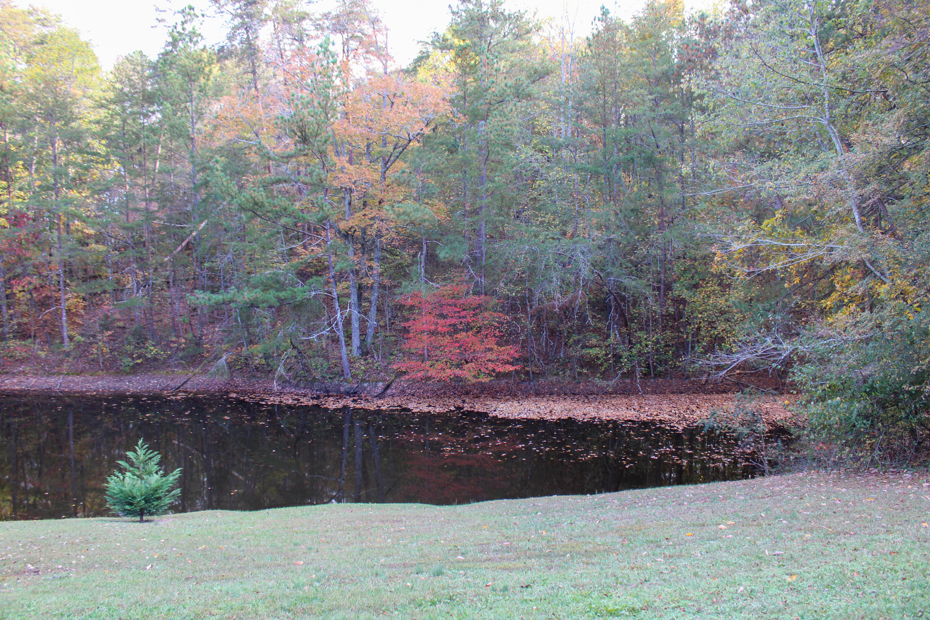 1009 Bicentennial Trail Rock Spring, GA 30739 - Photo 54 of 57 Stocked Pond