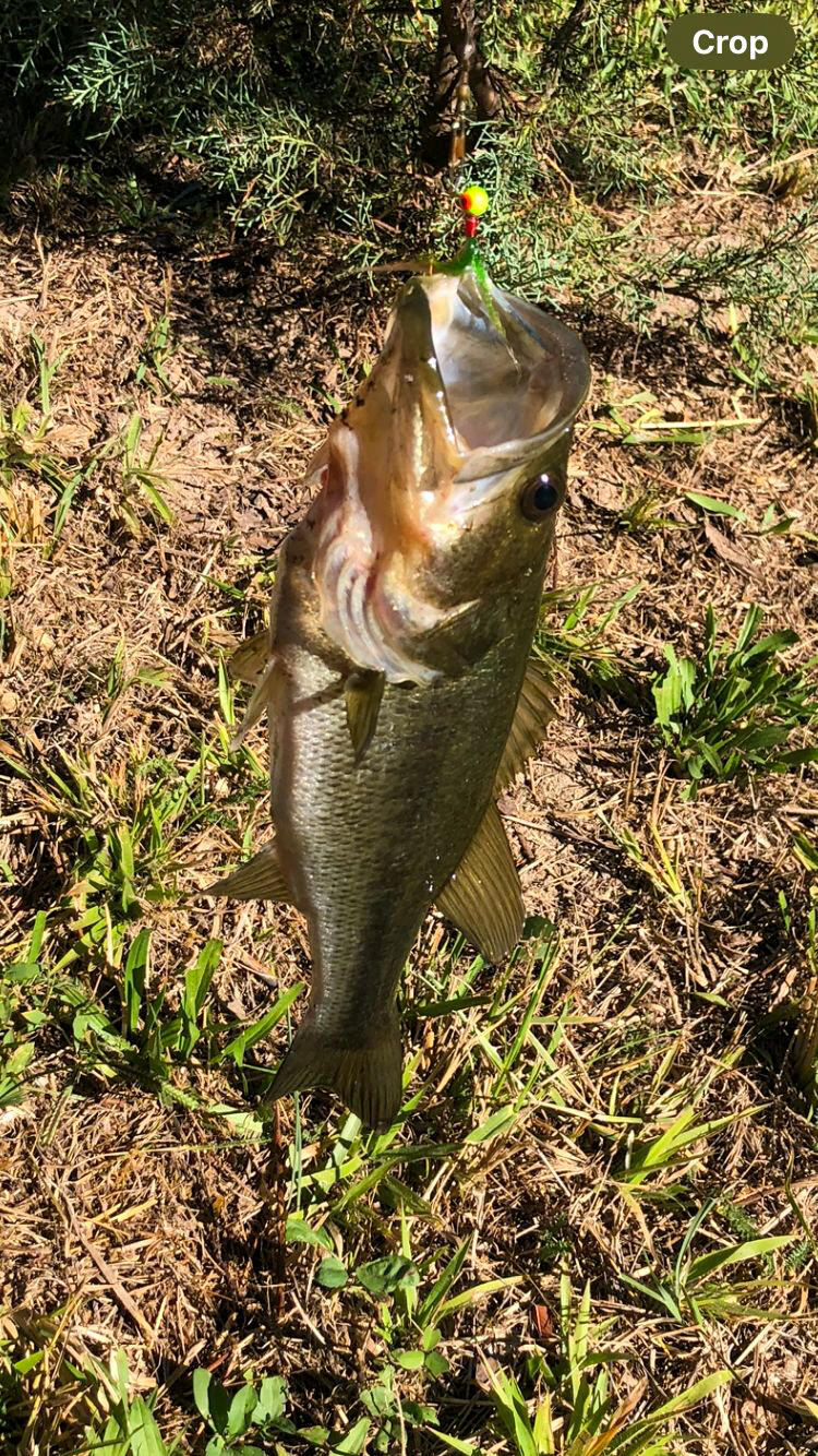 1009 Bicentennial Trail Rock Spring, GA 30739 - Photo 56 of 57 Bass from stocked pond