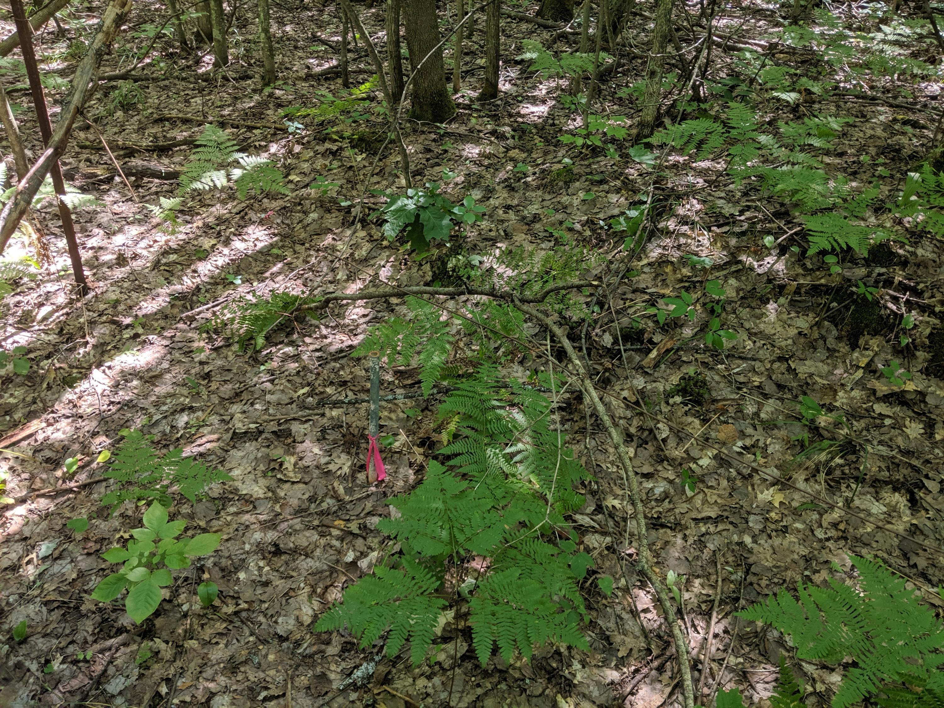 Hardy Grade Road Mio, MI 48647 - Photo 5 of 22 Gallery Image 5