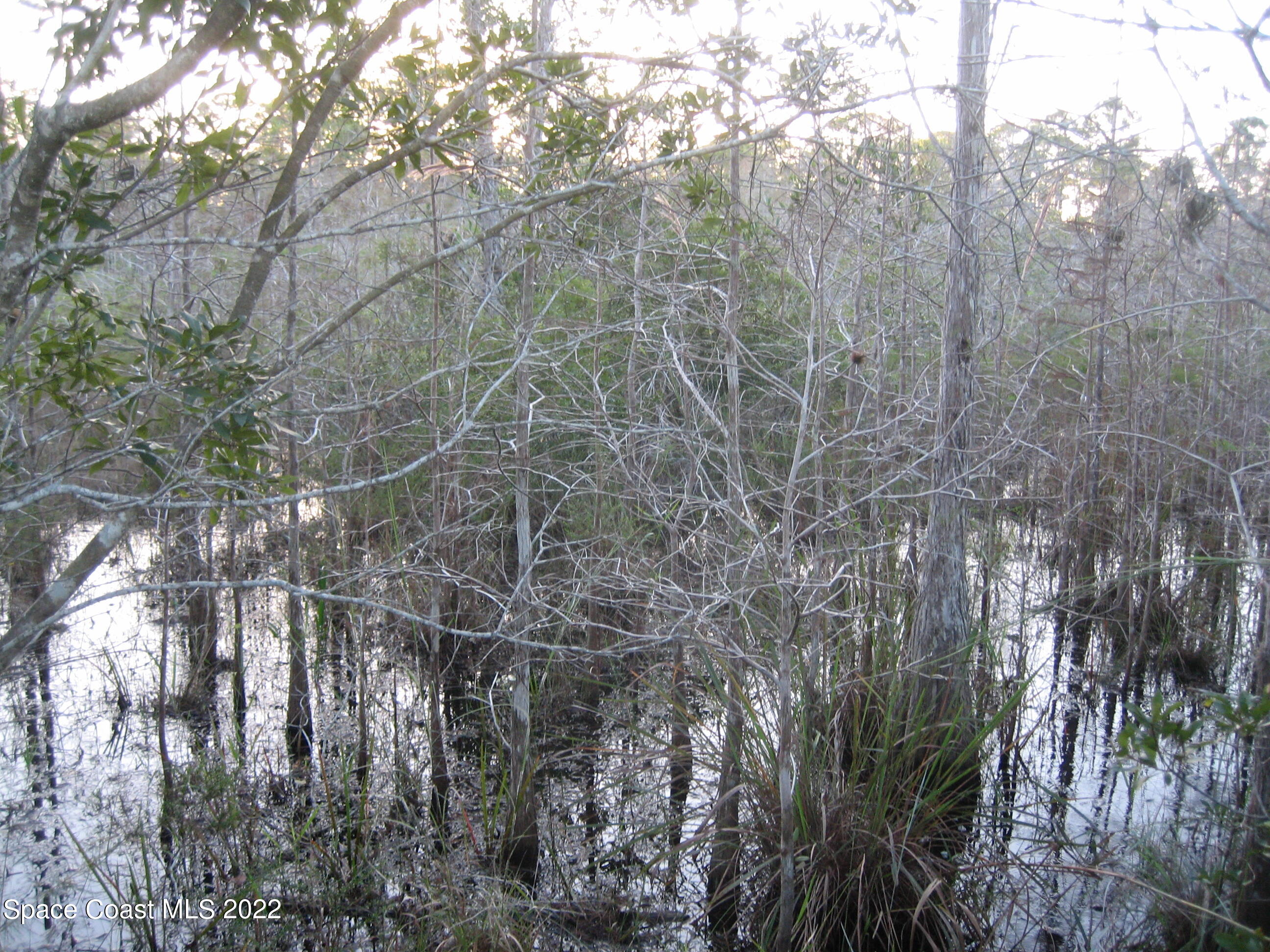 0 Unknown Road Grant Valkaria, FL 32949 - Photo 7 of 10 Grant8(0035)NW propertylineswamp
