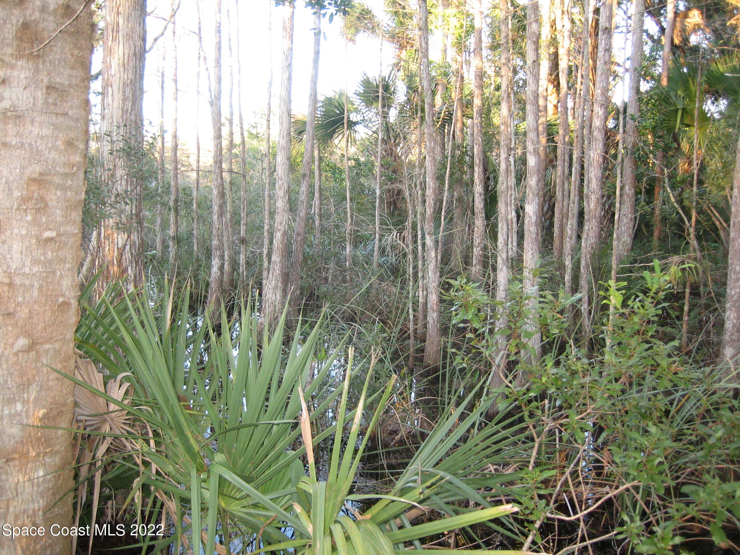 0 Unknown Road Grant Valkaria, FL 32949 - Photo 8 of 10 Grant5(0026)