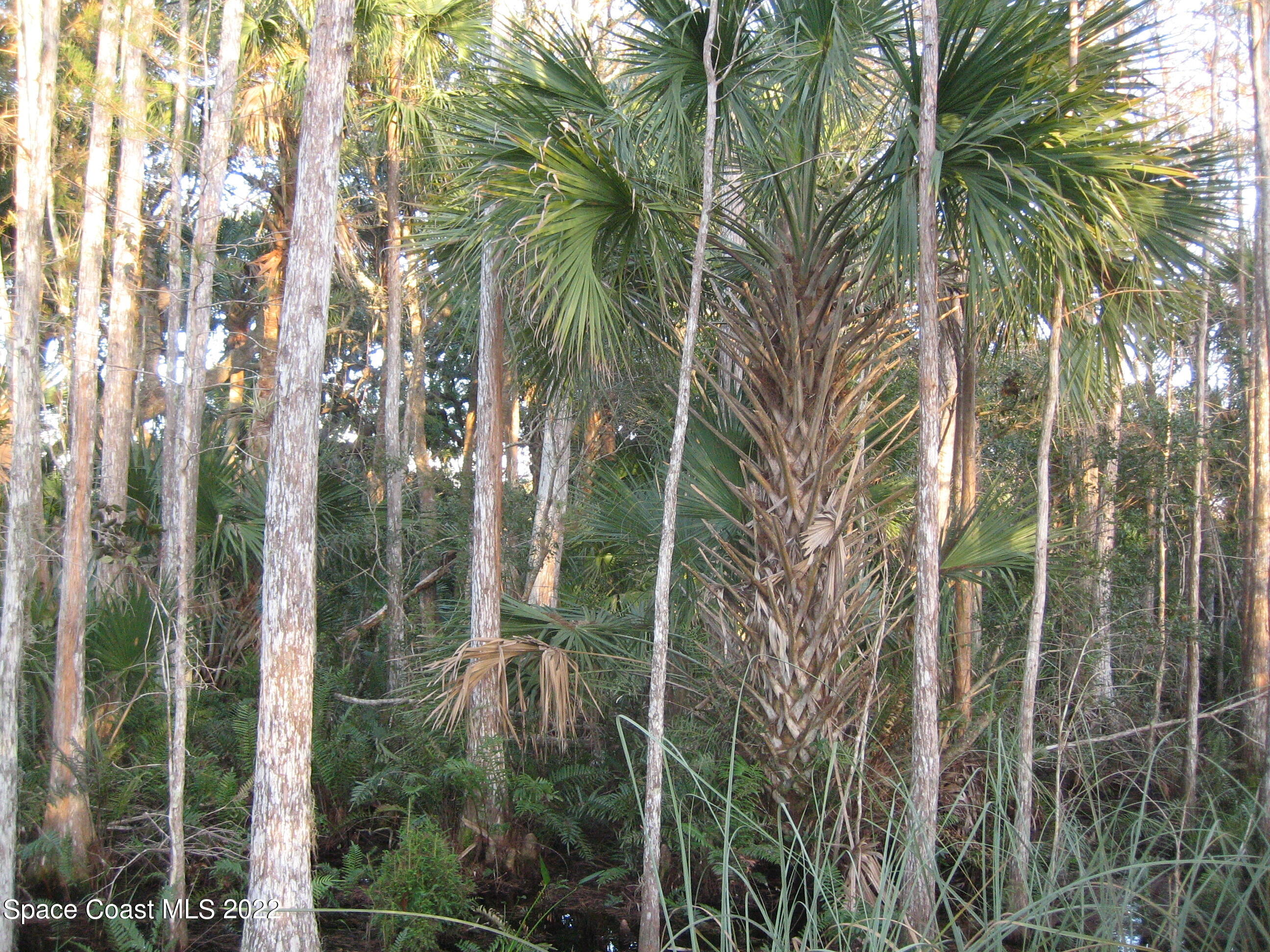 0 Unknown Road Grant Valkaria, FL 32949 - Photo 10 of 10 Grant4(0027)