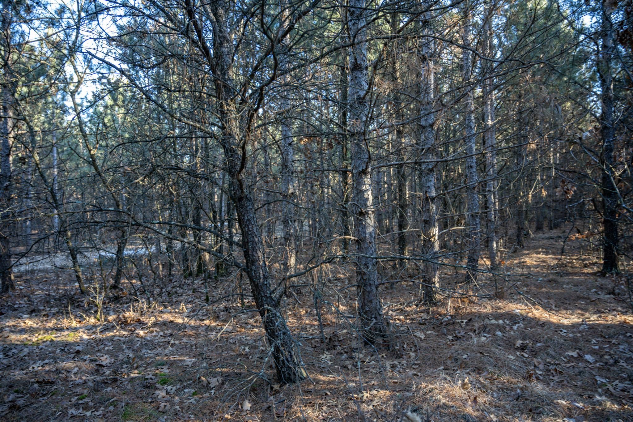 Lot 4 11th Friendship, WI 53934 - Photo 15 of 26