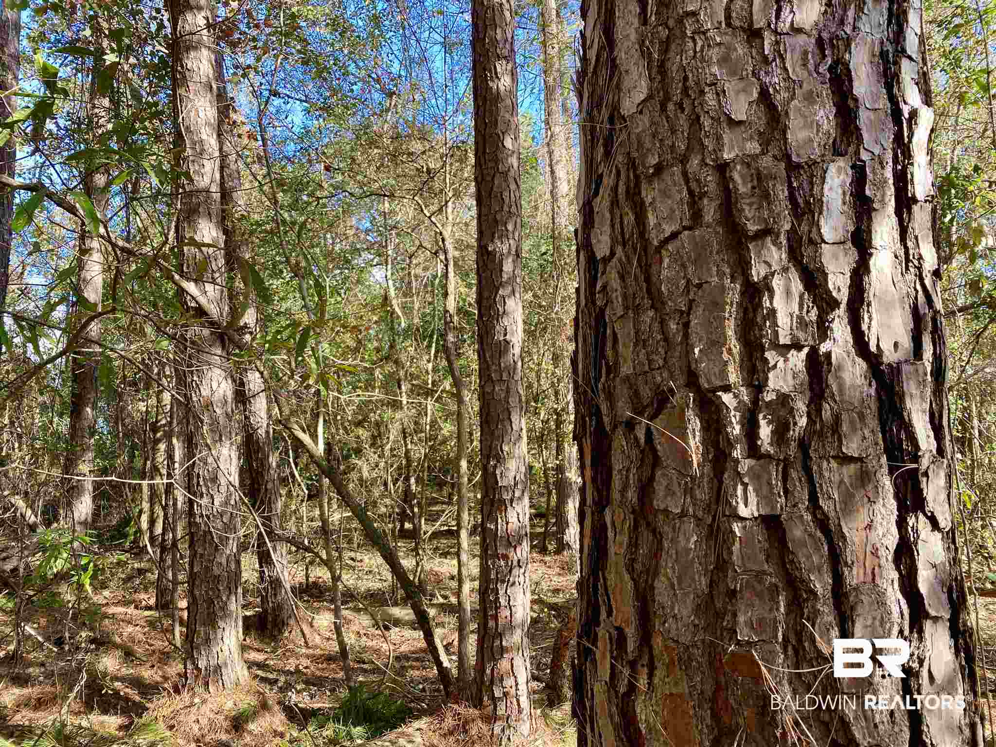 0 County Road 19 Chatom, AL 36518 - Photo 9 of 18