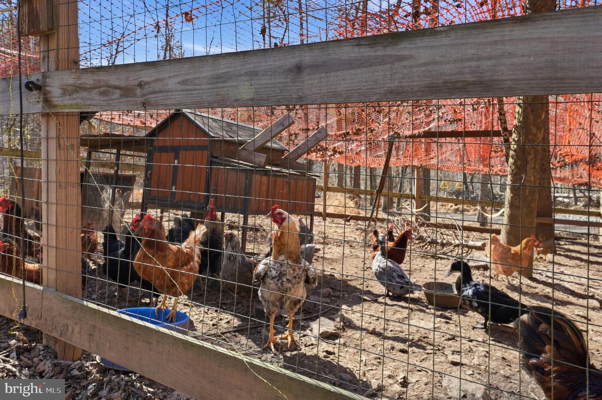 5276 Free State Road Marshall, VA 20115 - Photo 47 of 61 Chicken Enclosure