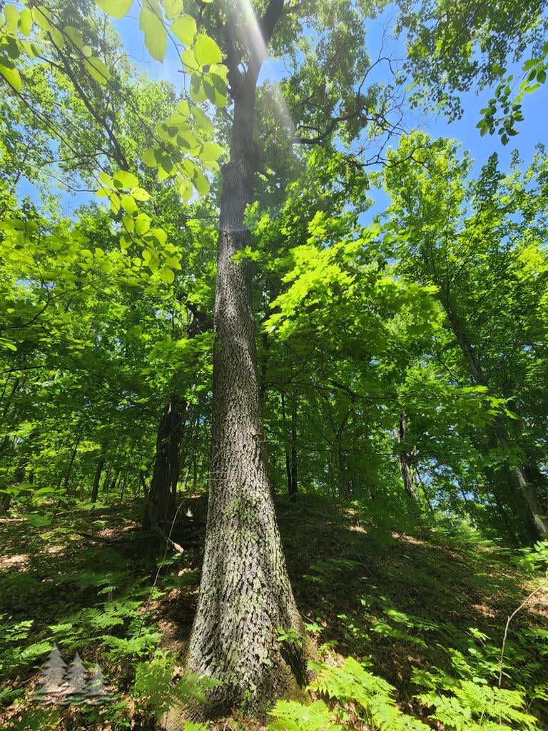 Mcintire Road Mio, MI 48647 - Photo 8 of 17 Gallery Image 8