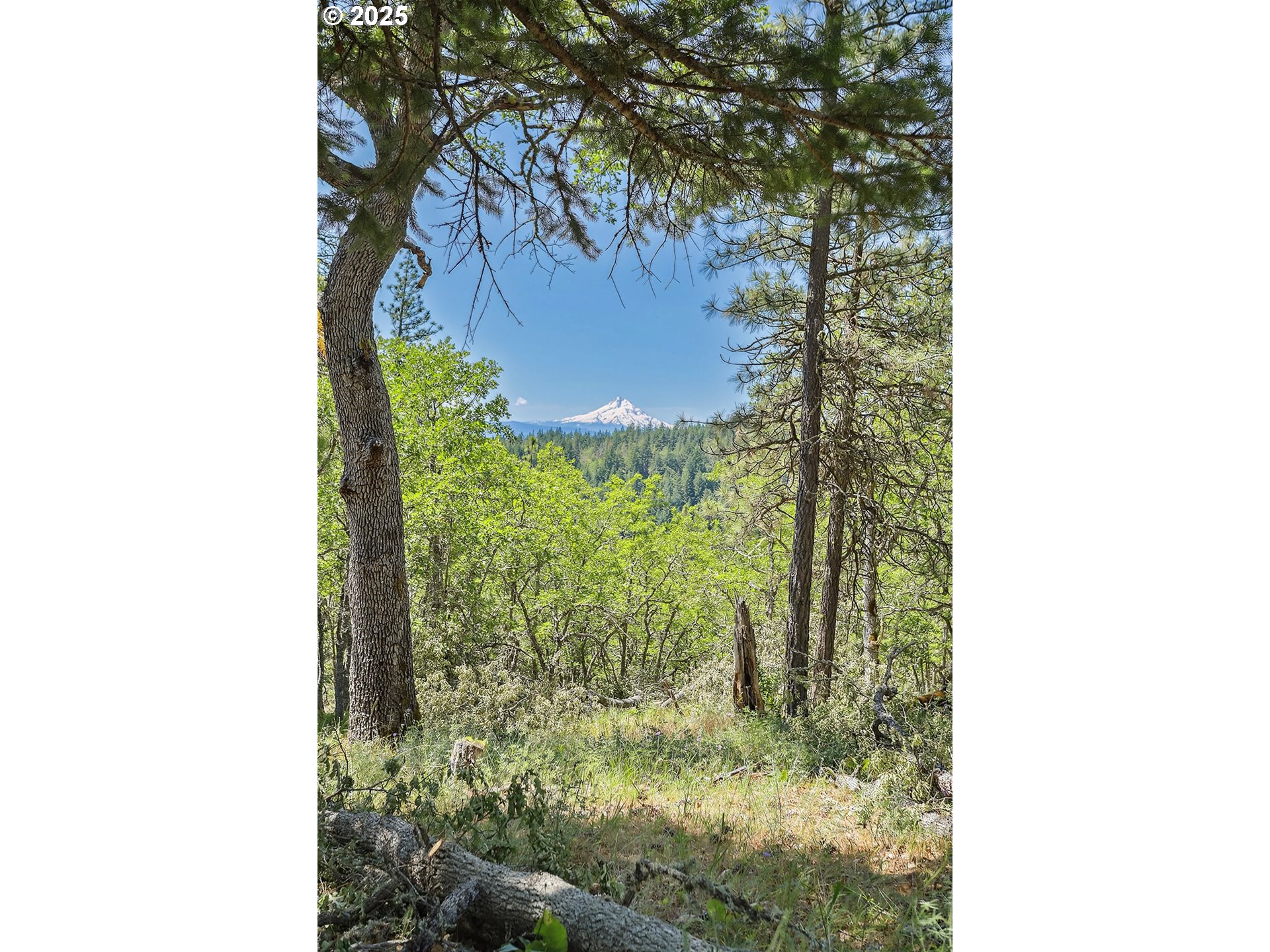 Knoll Ridge Road, Unit 11 Lyle, WA 98635 - Photo 2 of 18 a picture of a tree